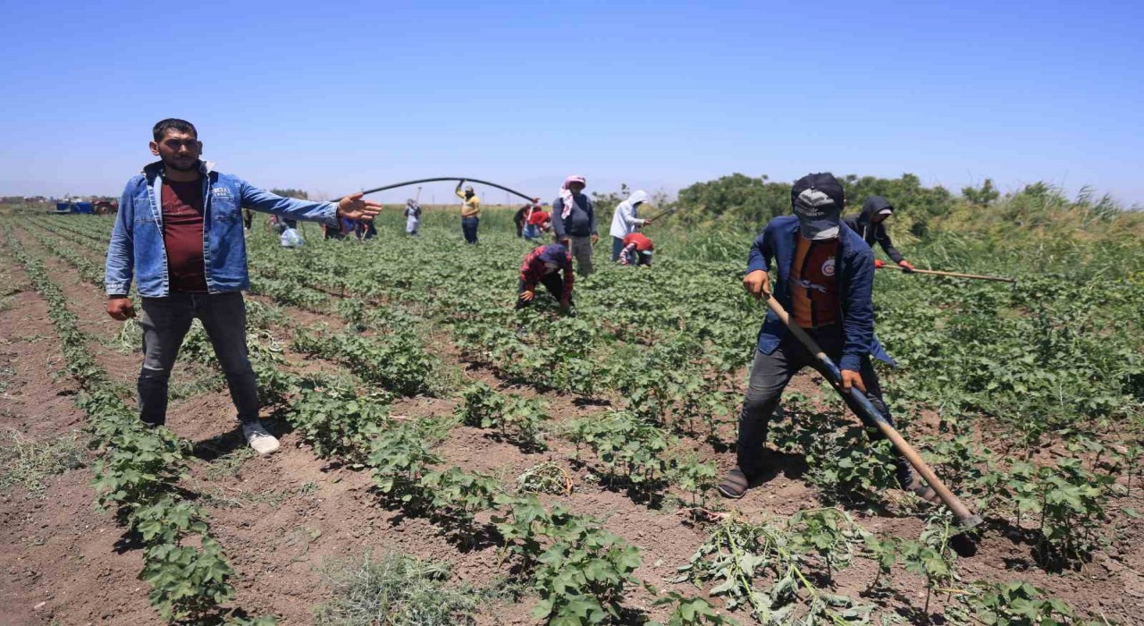 Hatayda kavurucu sıcakta pamuk tarlasında 650 TL yevmiyeye zorlu mesai