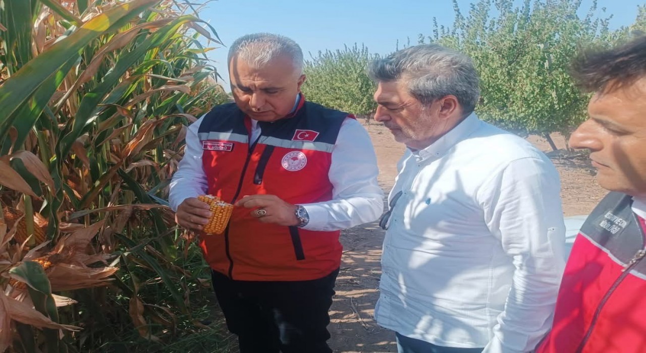 Hatayda mısır tarlaları incelendi