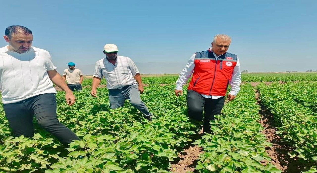 Hatayda pamuk tarlaları incelendi