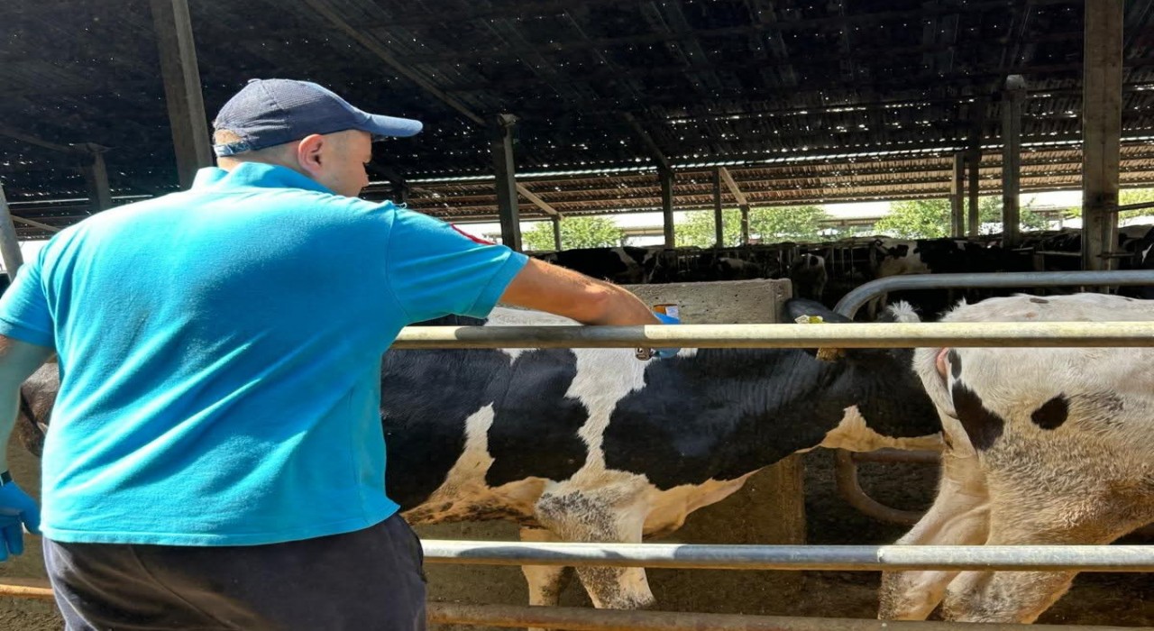 Hayraboluda şap hastalığına karşı aşılama çalışması başladı