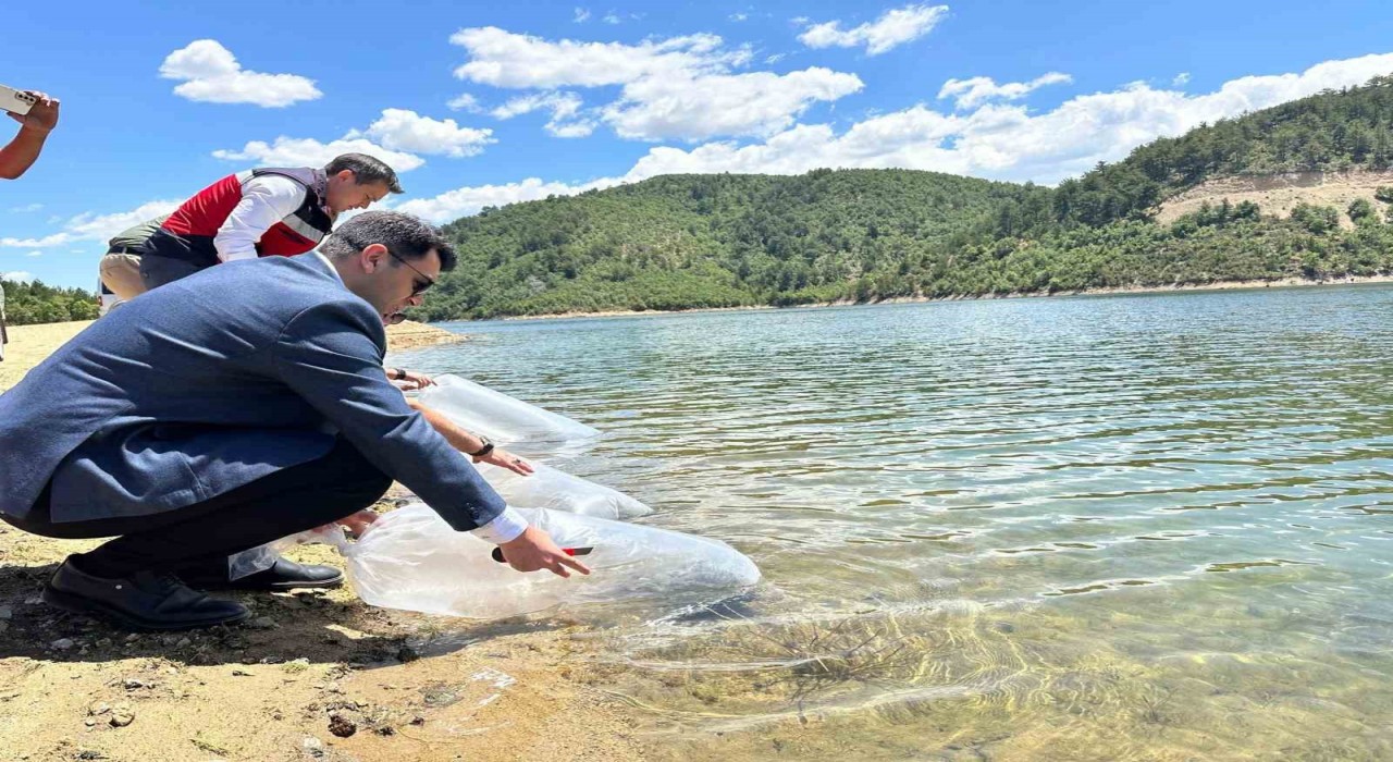 Hisarcıkta baraj ve göletlere 89 bin aynalı sazan yavrusu bırakıldı