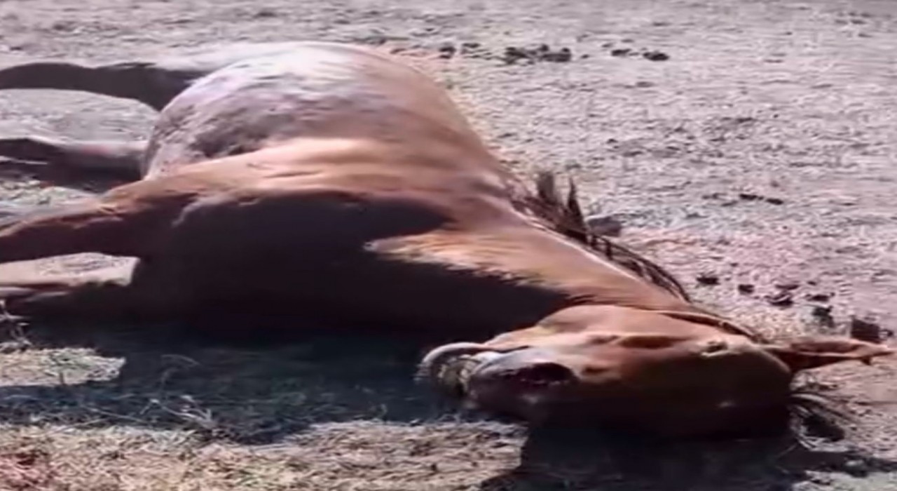 Husumetlisinin atını tabancayla vurdu