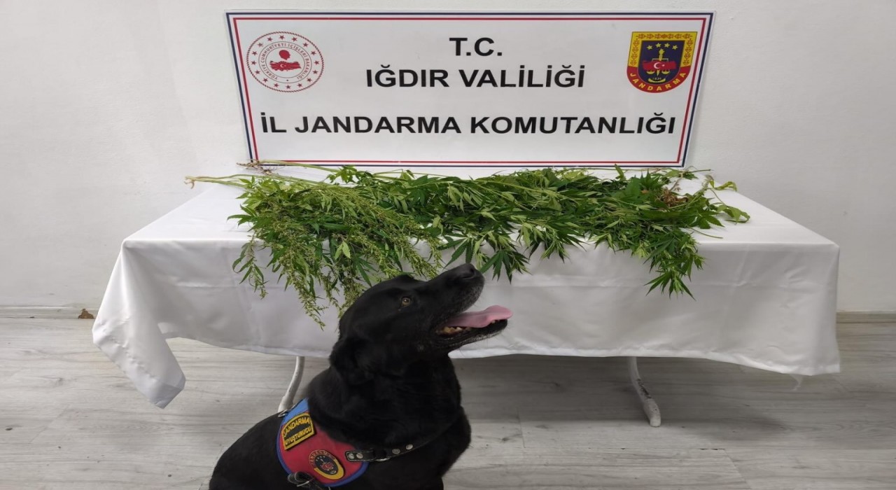 Iğdırda jandarmadan uyuşturucu operasyonu: 1 tutuklama