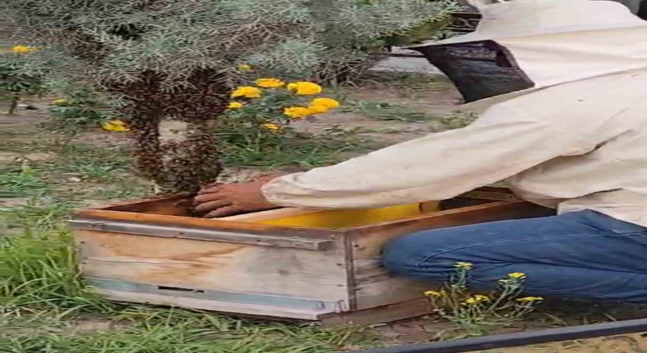 Iğdırda kraliçe arının peşinden gelen binlerce arı şehir merkezini istila etti