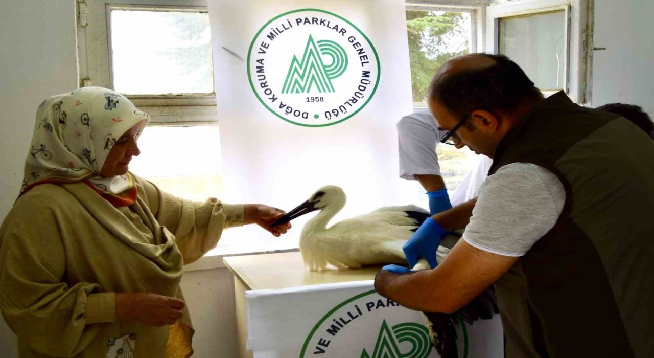İlk uçuşunda yere çakılan yavru leylek, koruma altına alındı
