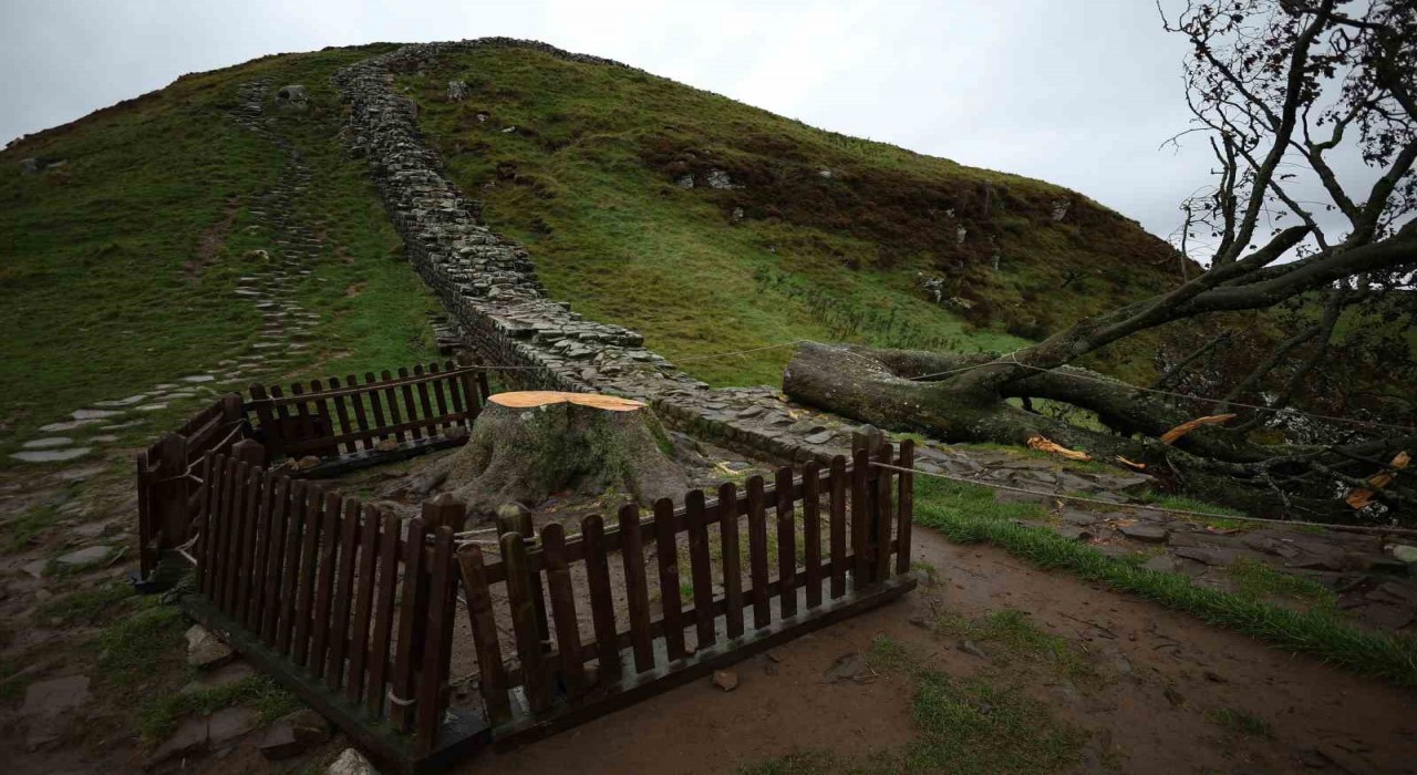 İngilterenin ikonik Sycamore Gap ağacını kesen 2 kişiye hapis cezası