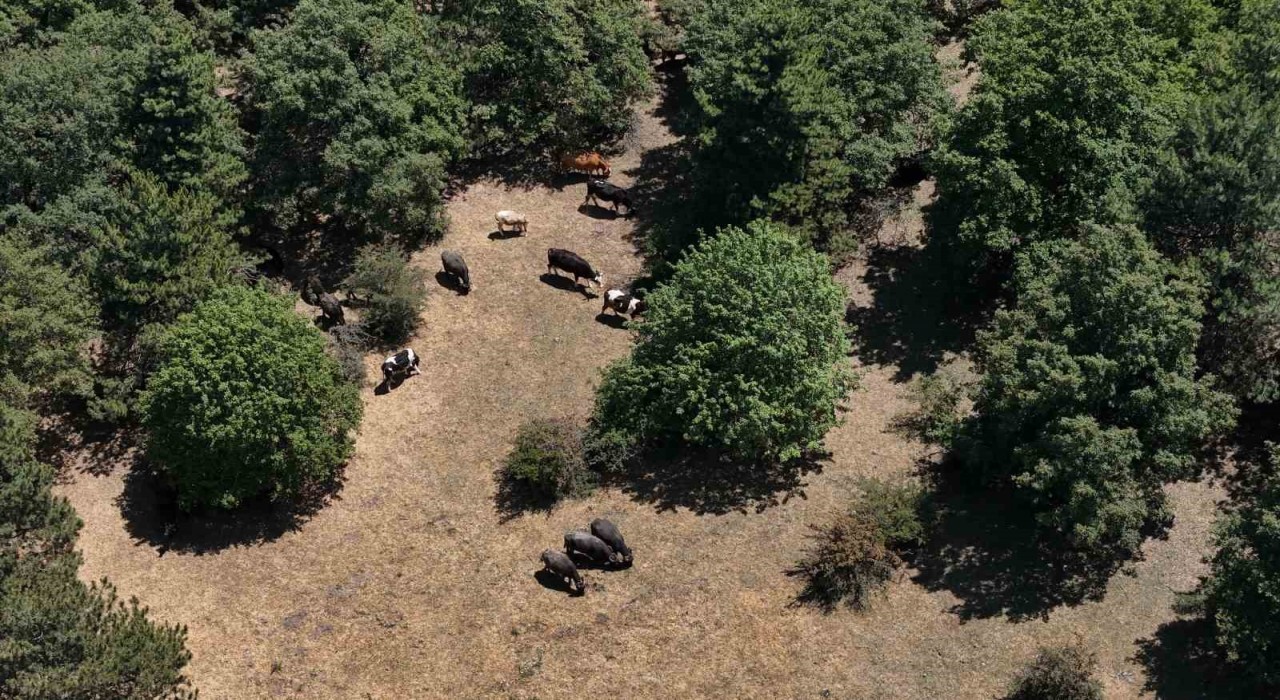 İnönüdeki manda yetiştiricileri kaliteli ve doğal ürünler için her gün hayvanları ile kilometrelerce yürüyor