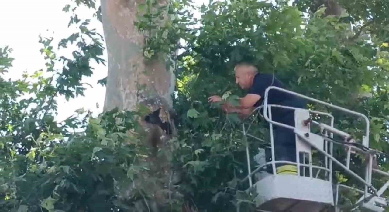 İple ağaçta asılı kalan karga kurtarıldı