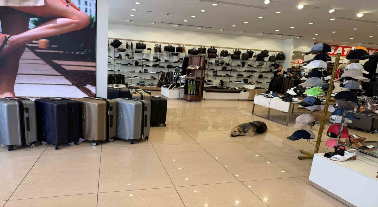 İstanbulda sıcaktan bunalan sokak hayvanları klimalı mağazalara sığındı