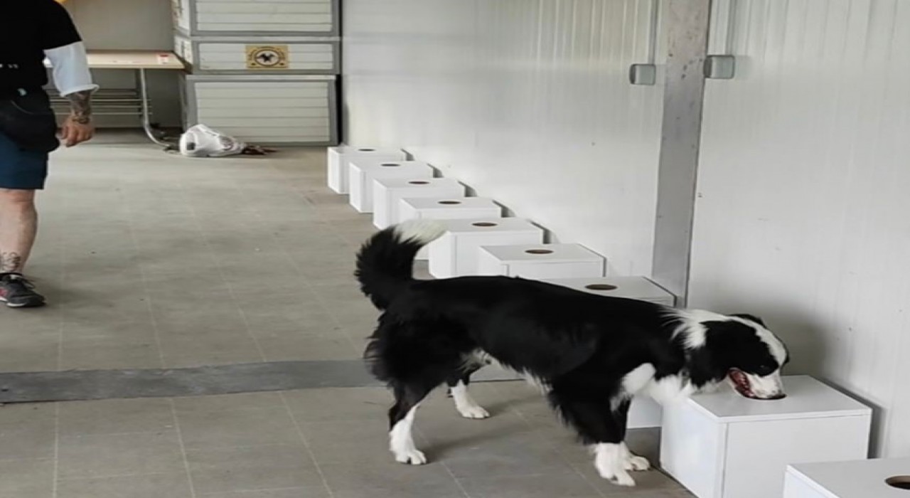 İstilacı böcekler sınır kapılarında tespit edilebilecek