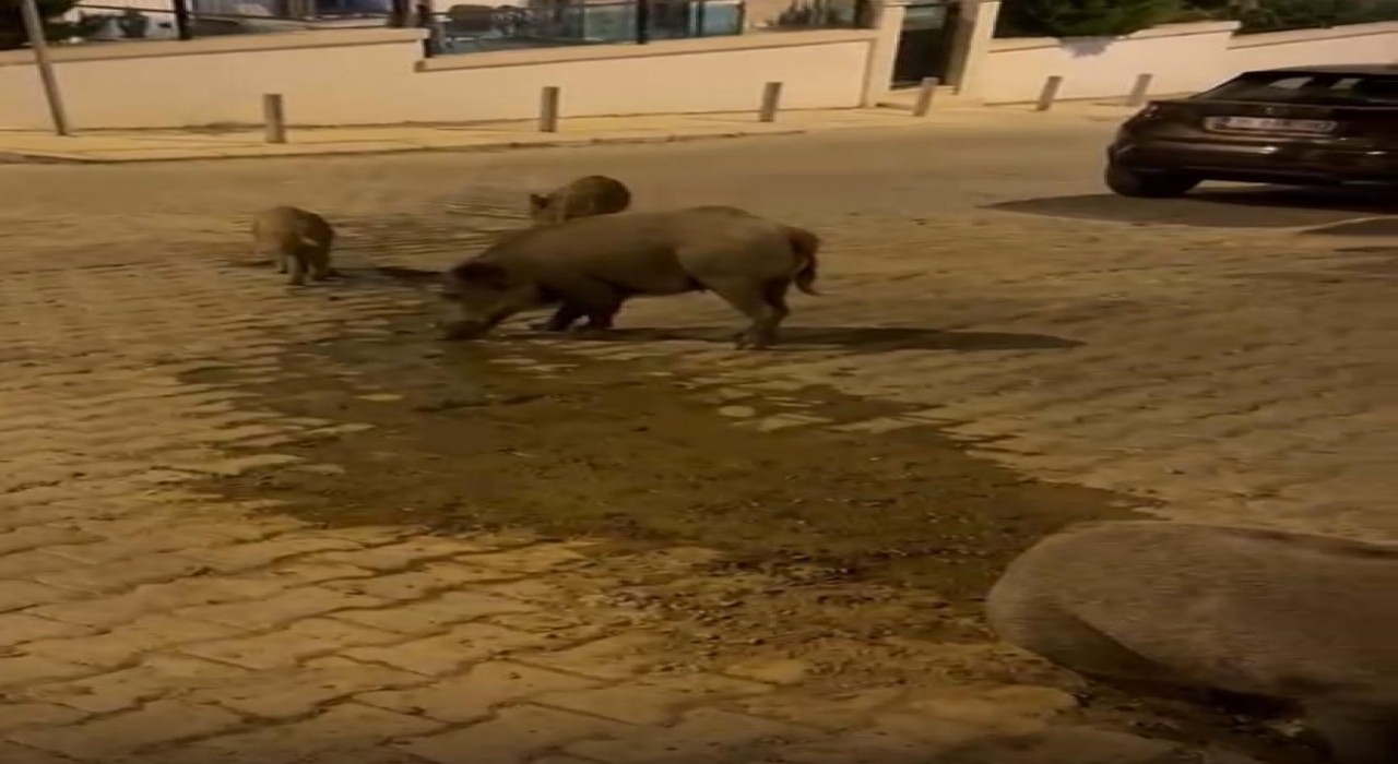 İzmirde boşa akan su, domuzlara park oldu