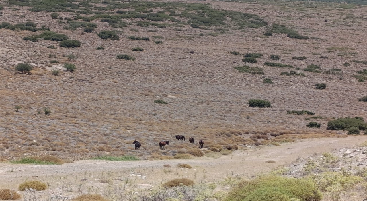 İzmirde yaban hayvanları için tankerle su taşındı