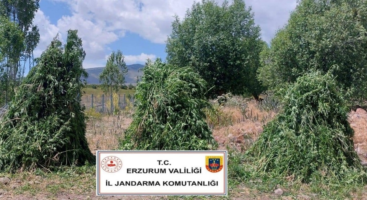 Jandarmadan kenevir operasyonu