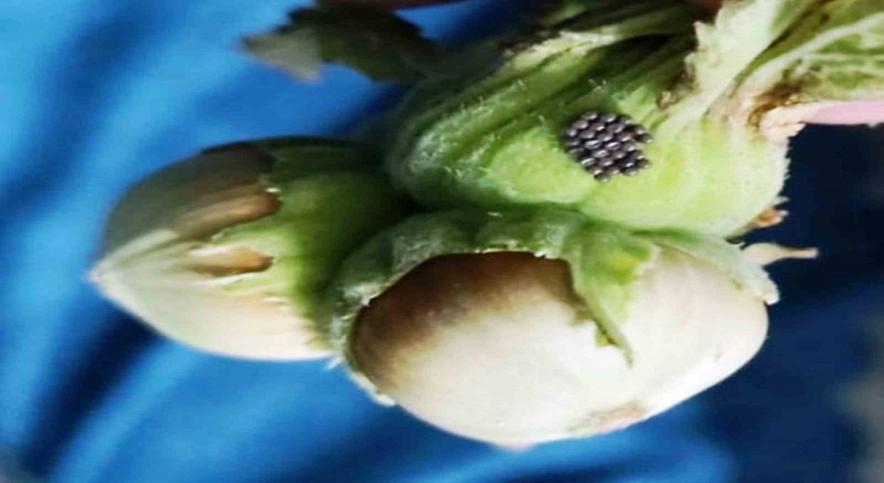 Kahverengi kokarcada ‘cezbet-öldür dönemi