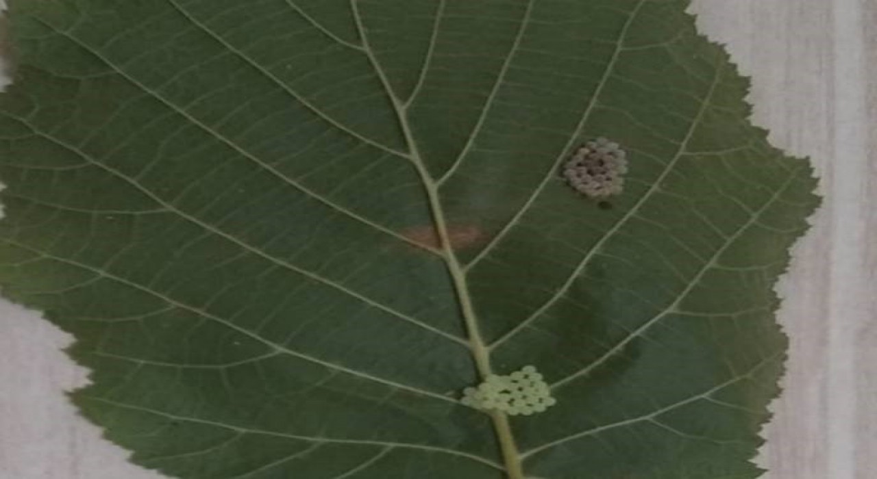 Kahverengi korkarca zararlısı ergenleri görülmeye başlandı