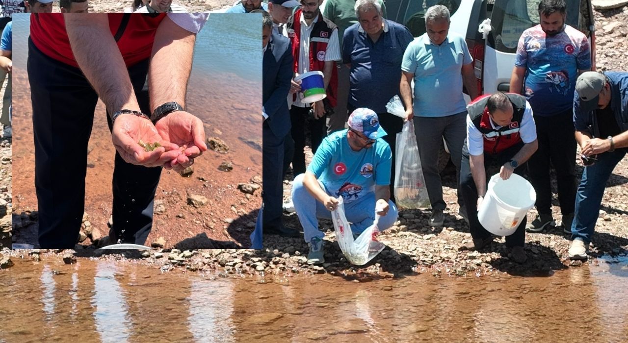 Kalecik Barajı Gölü’ne 175 Bin Pullu Sazan Bırakıldı
