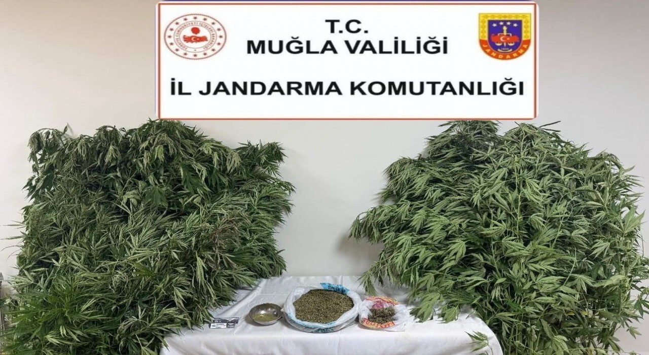 Karabağlar Yaylasında uyuşturucu operasyonu: 1 gözaltı