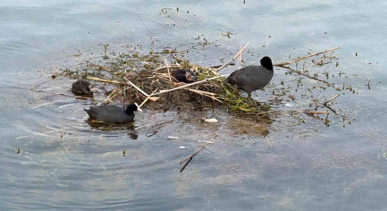 Karabatak su üzerine çalı ve ot taşıyarak yuva yaptı