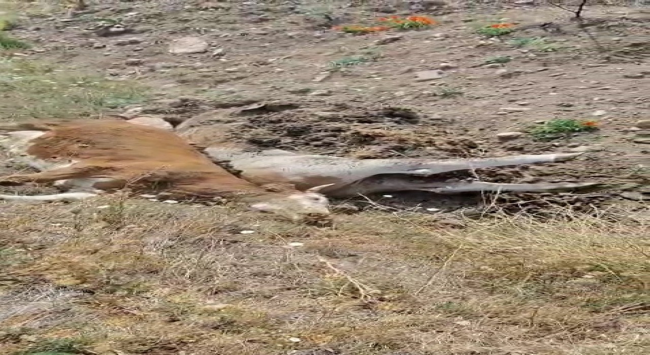 Karabükte 3 inek şap hastalığından telef oldu