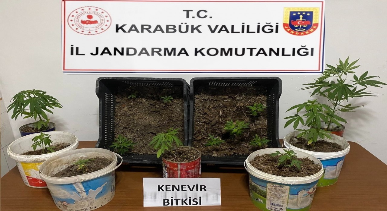 Karabükte iki evde 14 kök kenevir ele geçirildi