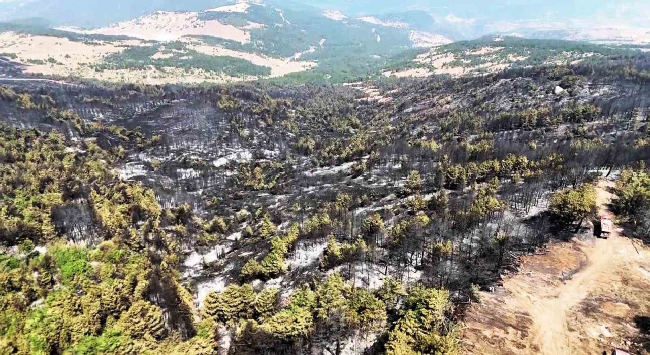 Karabükte orman yangınının ardından yürek burkan manzara