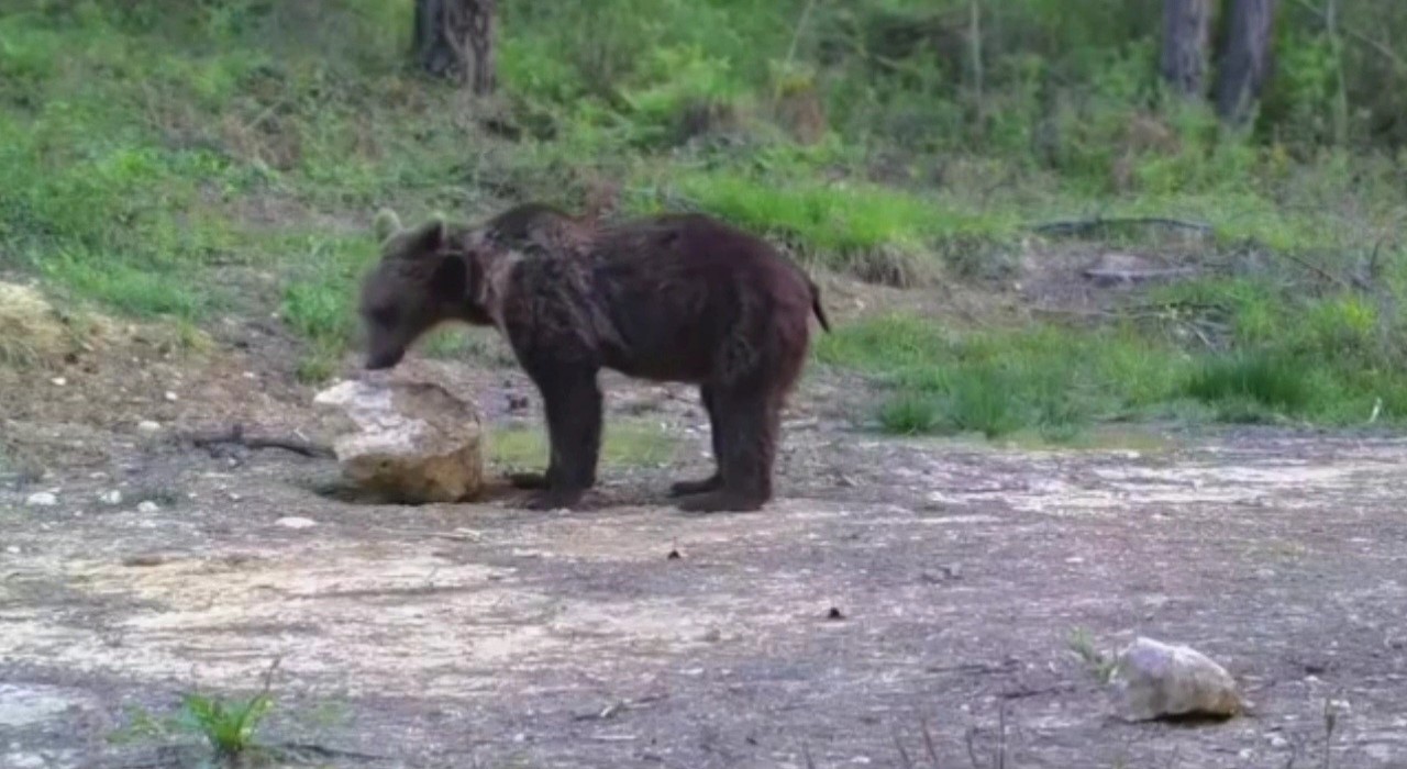 Karabükte yiyecek arayan yaban hayvanları fotokapanla görüntülendi