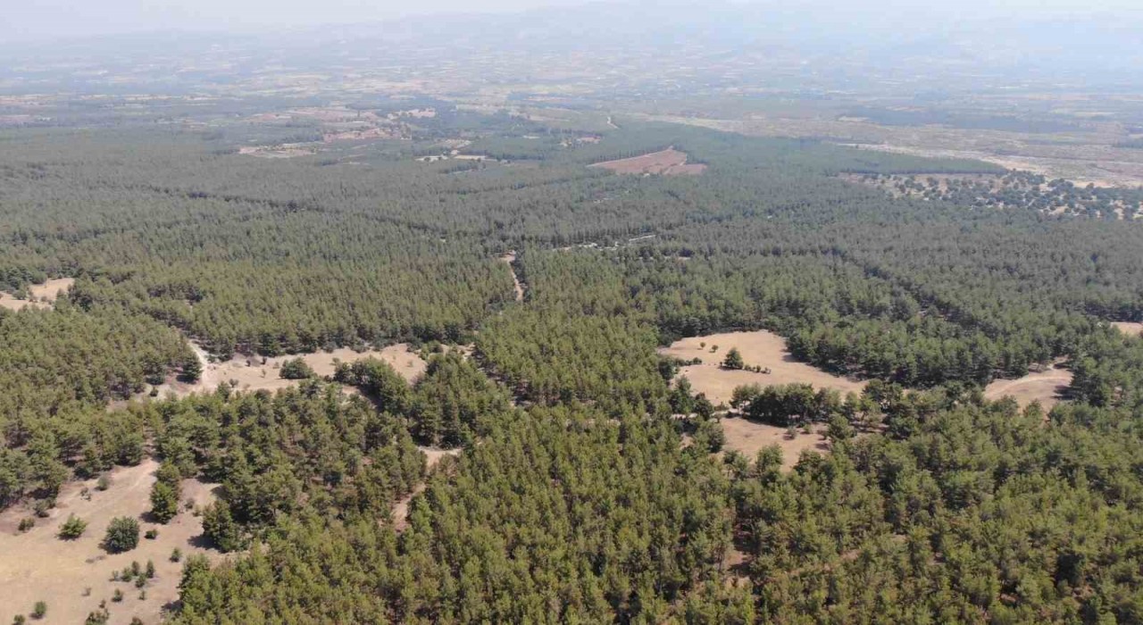 Karacasu Kaymakamlığından Ormana Giriş Yasağı hatırlatması