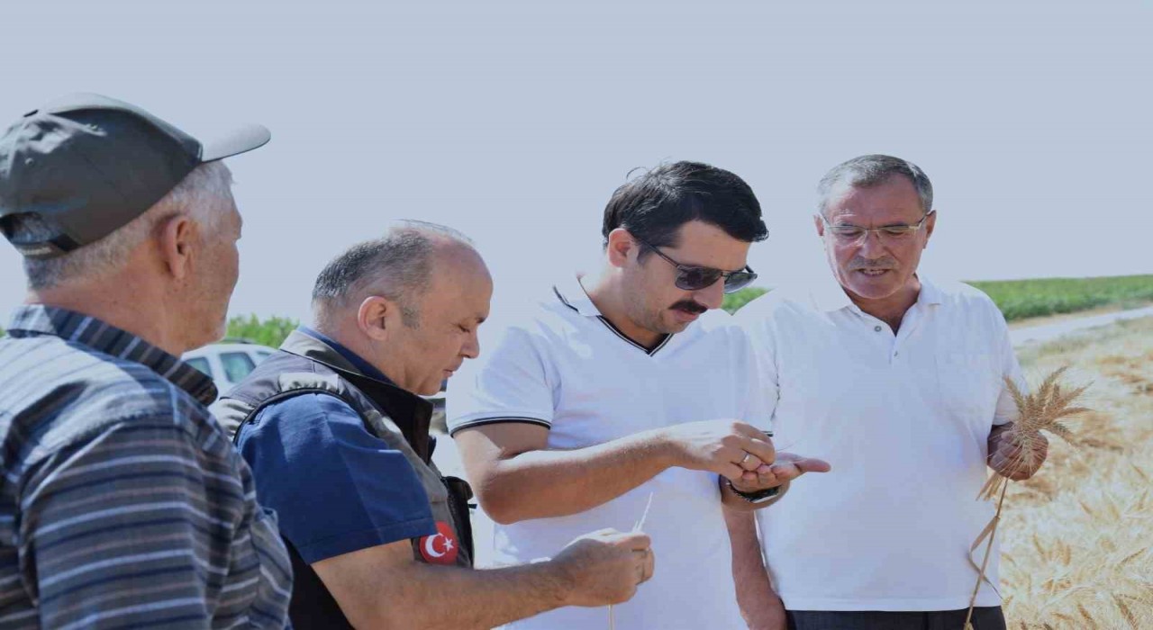 Karapınarda sezonun son buğday hasadı yapıldı