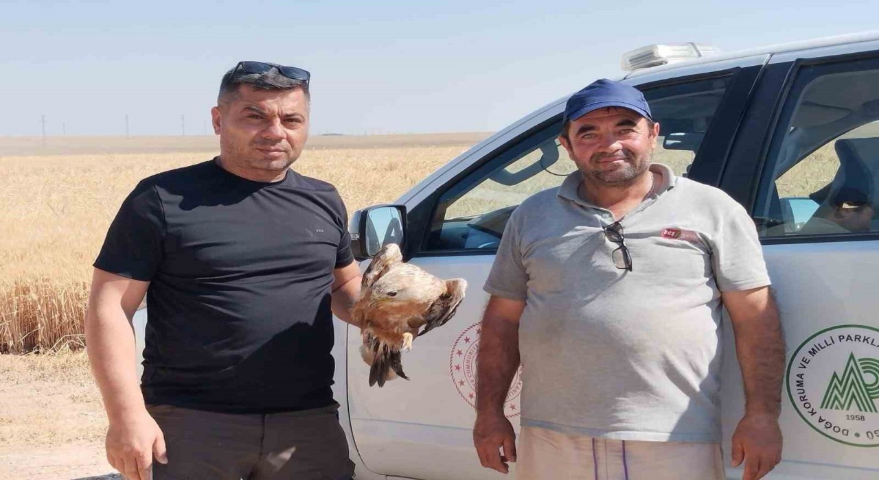 Karapınarda yaralı şahin koruma altına alındı