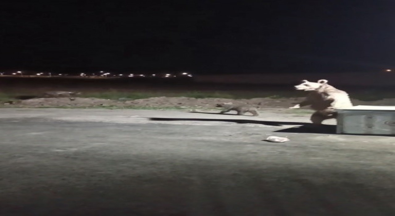 Karsta 1 kişi ayı saldırısından son anda kurtuldu