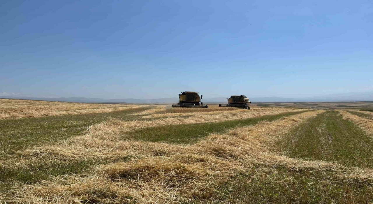 Karsta Ata tohumu arpa ile bereket fışkırdı: Çiftçinin yüzü güldü