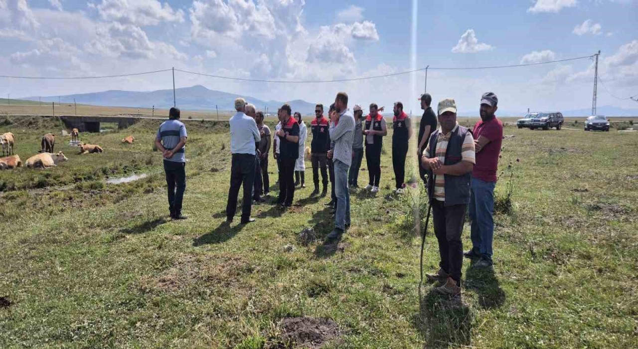 Karsta büyükbaş hayvanlar aşılanıyor