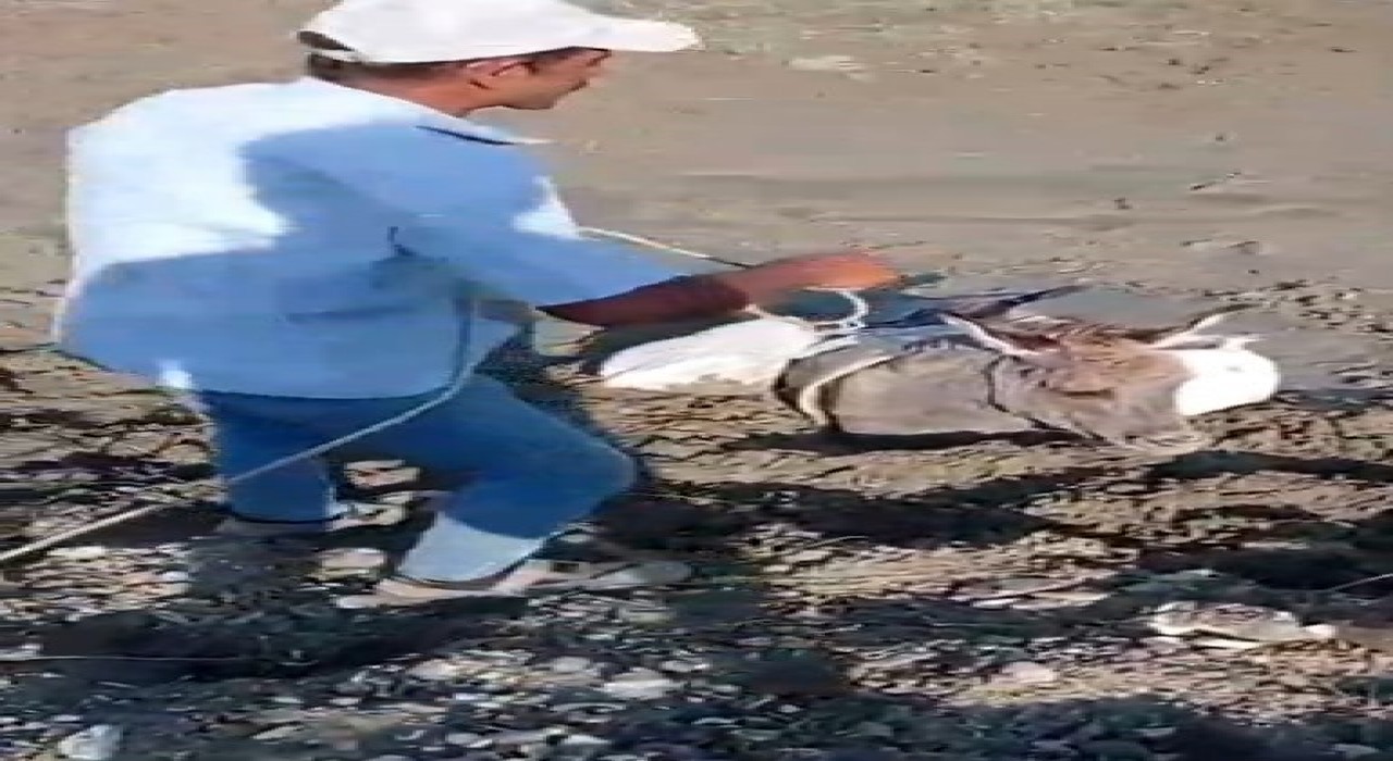 Karsta çamura saplanan eşek kurtarıldı