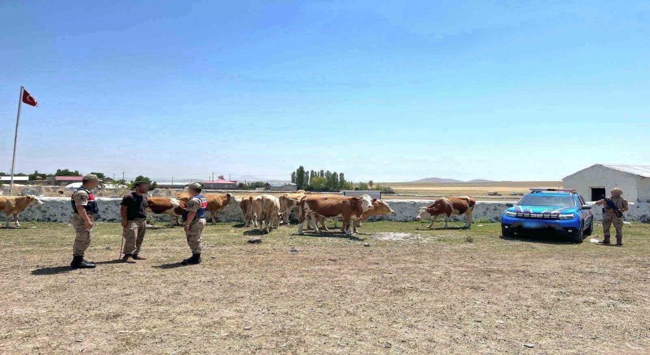 Karsta kaybolan büyükbaş hayvanlar bulundu