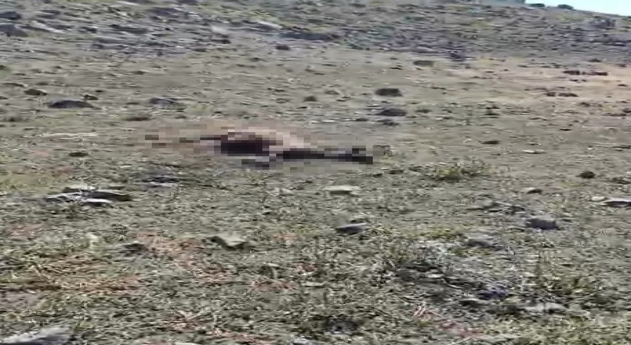 Karsta kurt saldırısında onlarca koyun telef oldu