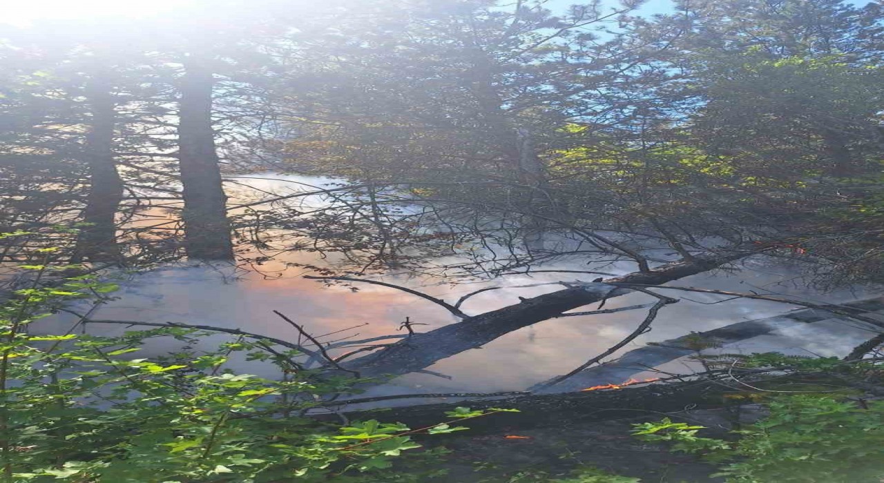 Kastamonuda çıkan orman yangınında 2 dekar alan zarar gördü