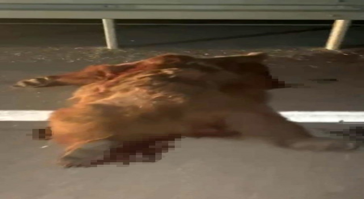 Kastamonuda kamyonetin çarptığı anne ayı ve üç yavrusu telef oldu