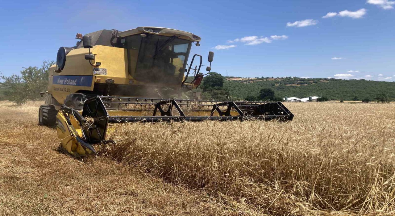 Kavakta ekin hasadı başladı