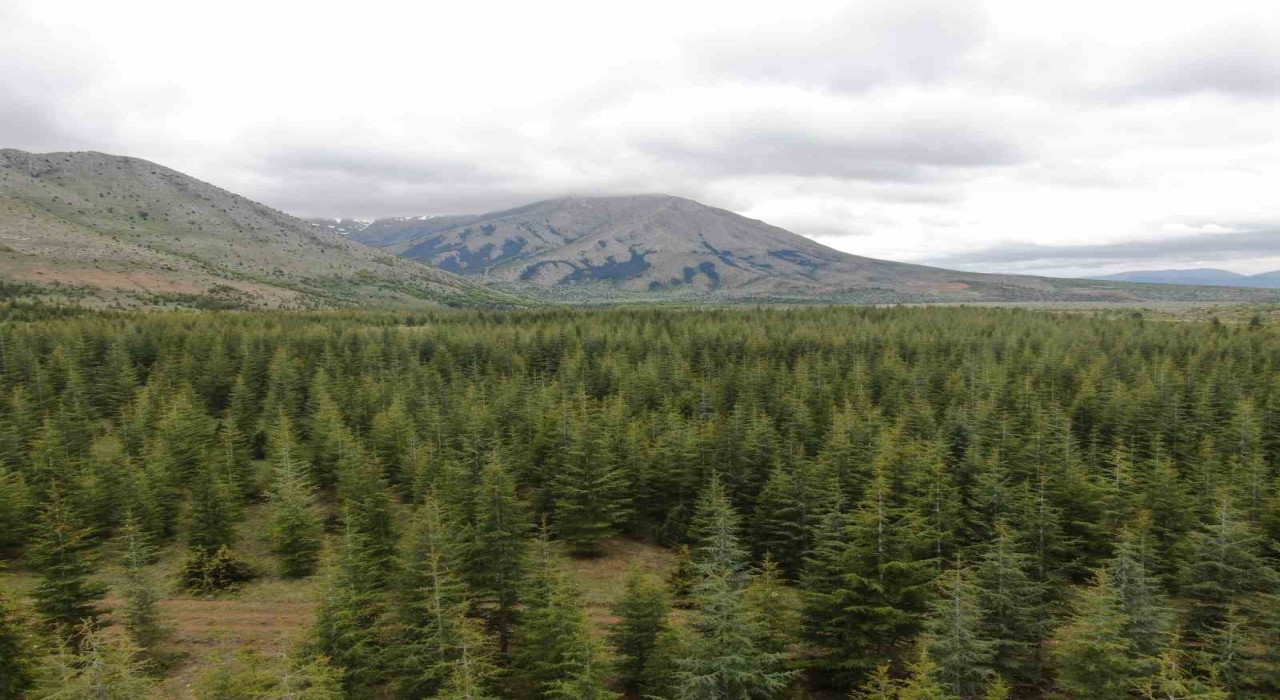 Kayseride ormanlara giriş ve çıkışlar yasaklandı
