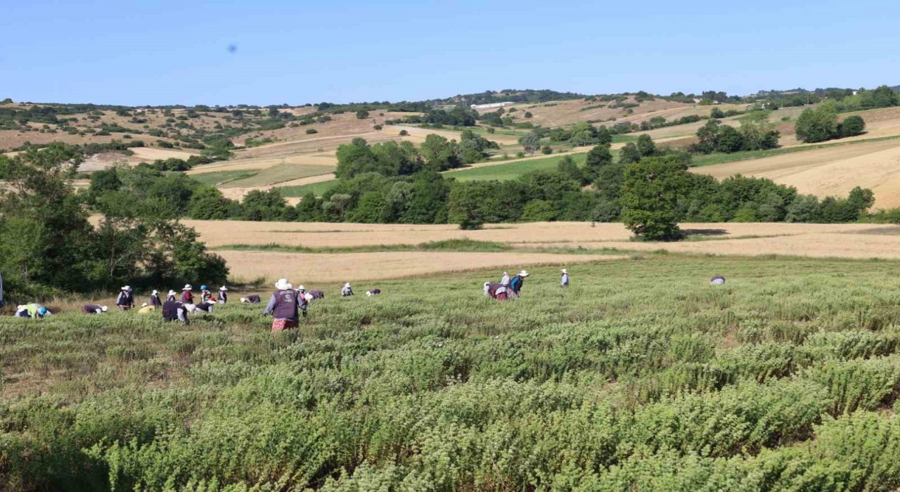 Kekik hasadı başladı, kullanım alanı çok fazla