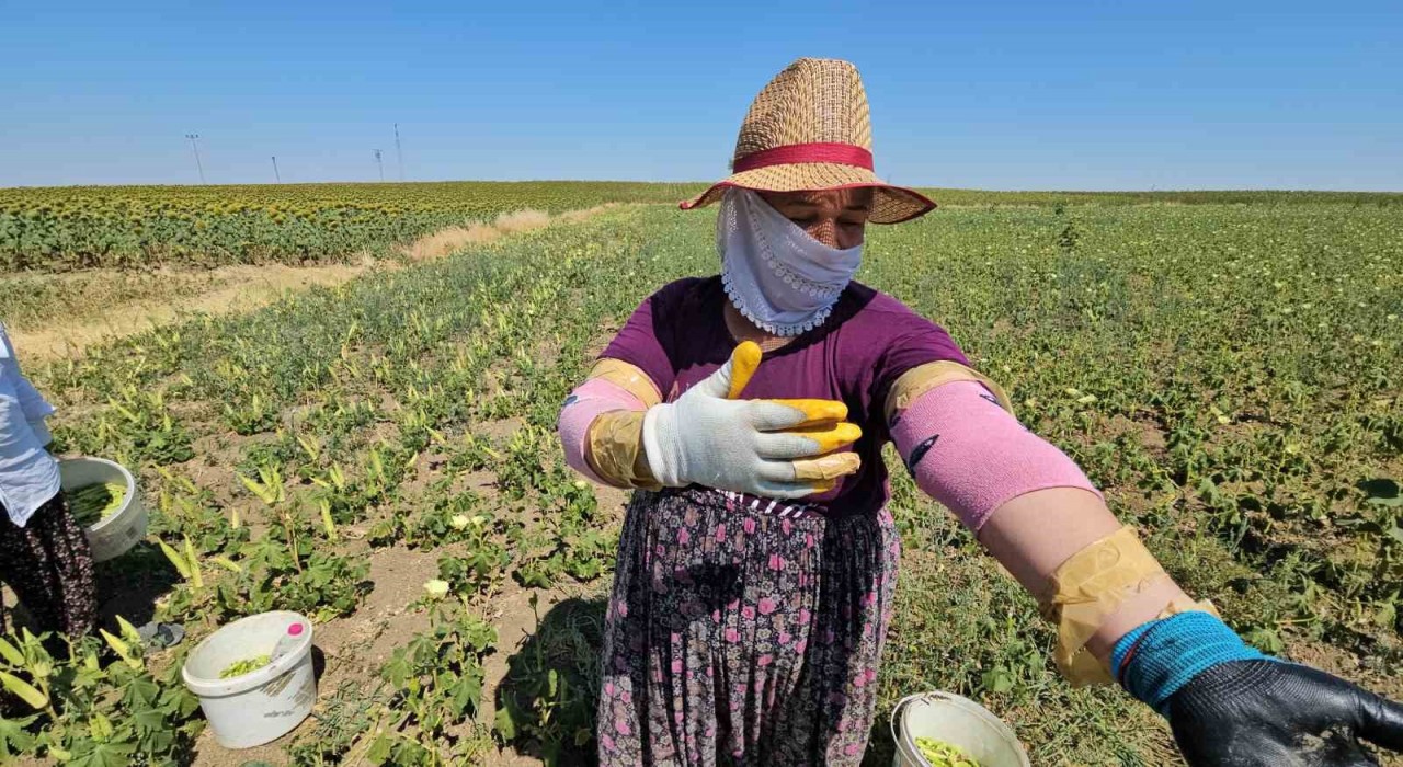 Keşanın altın değeri: Siğilli bamyası tarladan sofraya alın teriyle geliyor