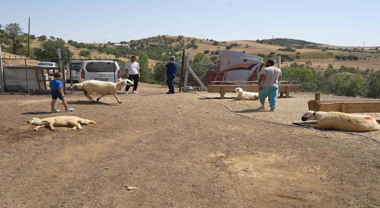 Kırıkkalede iki ayrı besicinin 210 hayvanı telef oldu: 63 yaşındaki kadın gözyaşlarını tutamadı