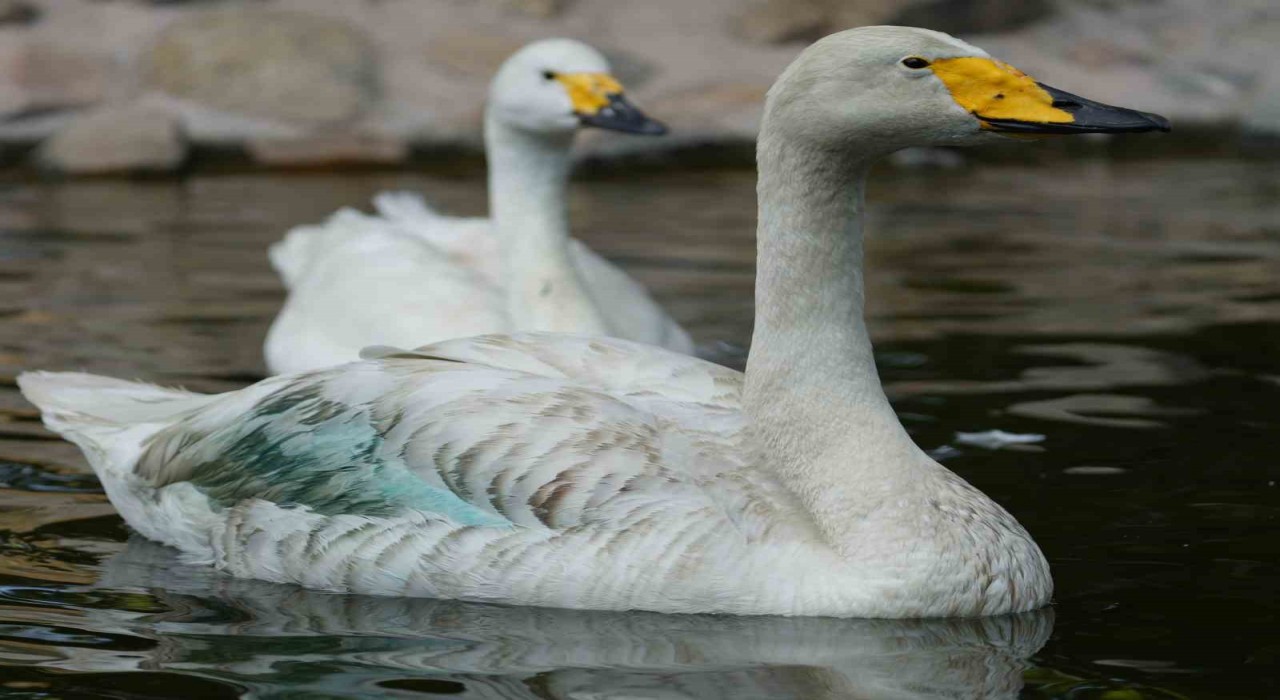 Kırıkkalede Şehitler Parkının simgesi: Zarif ve Zarife