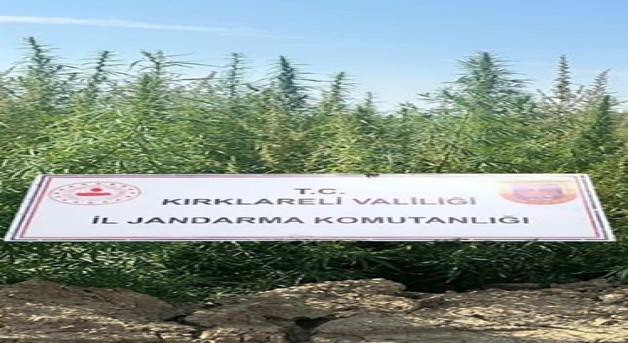Kırklarelinde 102 bin kök kenevir ele geçirildi