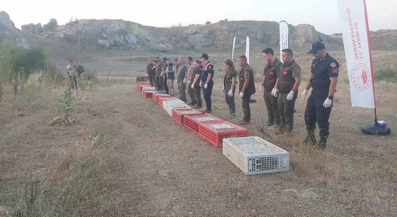 Kırklarelinde doğaya keklik salındı