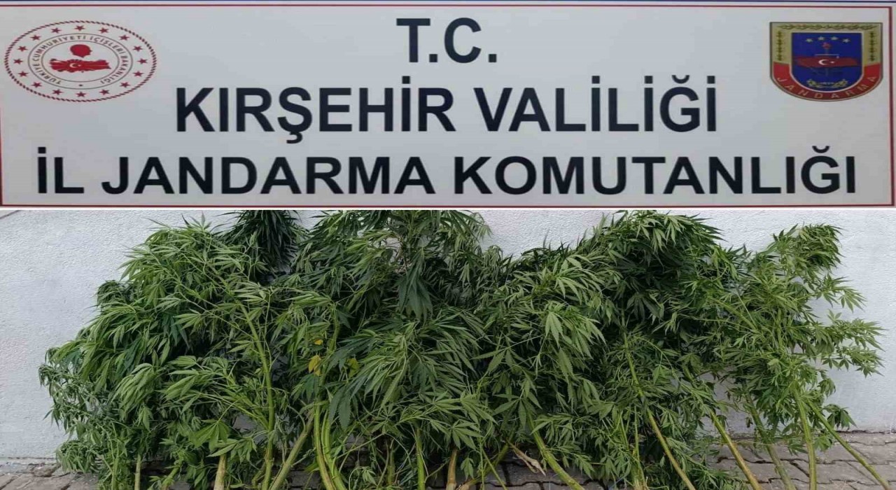 Kırşehirde 48 kök kenevir ele geçirildi