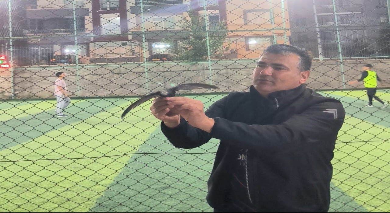 Kırşehirde yaralı ebabil kuşu tedavi altına alındı