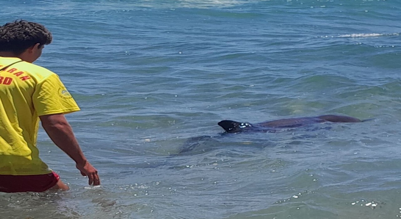 Kıyıya vuran yunus elbirliğiyle denize salındı