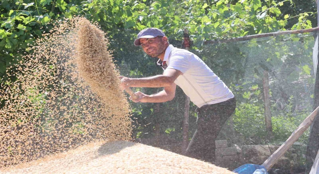 Korkuteli Yeşiloba Yaylasında hibe tohumların buğday hasadı başladı