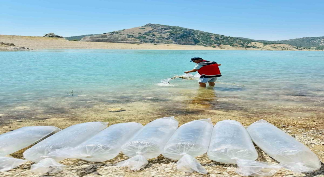 Korkutelinde 60 bin sazan balığı doğaya bırakıldı